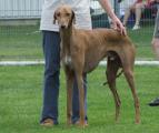 V 4         Tombouktou’s Qutaybah (Kusaylah al Ifriqiya x Tombouktou’s Nahalet) Z.: Dr. Gabriele Meißen, B.: Barbara Schlatterer