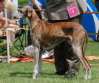V 1 Vet.CAC VetBOB        Tombouktou’s Ndaki (Amanar, Import Mali x Al Hara’s Zaket) Z.: Dr. Gabriele Meißen, B.: Gudrun Büxe jun.