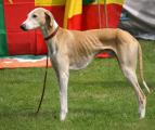 V 2 ResVet.CAC         Kalil of Silverdale (Aurak-Injakok x We Wille Cashra) Z. + B.: M. Röder-Thiede/Elisabeth Naumann