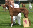 V 1 VDH CAC         Swala’s Simba Ijumaa (U’Khenan d’al Ma Mour x M.Ch. Sungari du Domaine du Rochereau) Z. + B.: Frieda van der Mast/NL