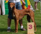 V 3         Asfes Ahmar Remel         (Ahsan Kel-es-Suf x Gani Do Faranda Bohemia) Z.: Ivana Seifertova/CZ, B.: Sona u. Tomas Fialka/CZ