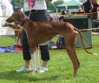 SG 4         Tombouktou’s Uylal          (Bahran Idi n’Illeli x Tombouktou’s Qarqabu) Z.: Dr. Gabriele Meißen, B.: Elmar Haider