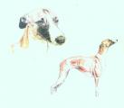 1996   -   Whippet-Hündin   