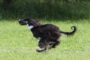 Afghanischer Windhund - Rennen