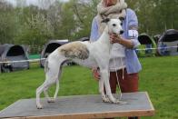 Golden Peanut's Uncle Sam