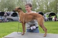 Marley vom Kleinen Berg