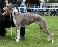 Deleila aus Aslans Löwenhaus