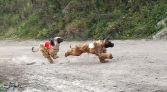 Afghanischer Windhund Coursing
