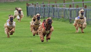 Afghanischer Windhund Rennen
