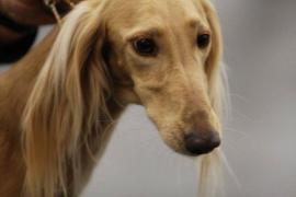 Saluki