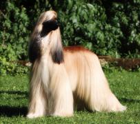 Afghanischer Windhund