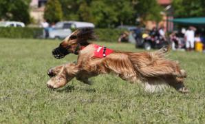 Afghanischer Windhund Rennen