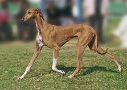 Azawakh Gang Azawakh Gang