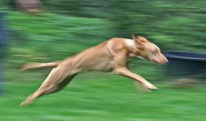 Cirneco dell' Etna Lauf