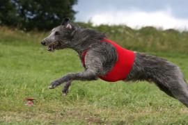 Deerhound Coursing
