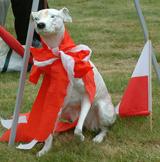 Die Jahresausstellung der Rasse „Chart Polski“