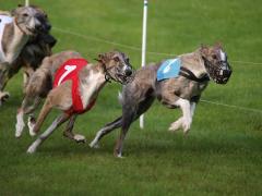 Galgo Espanol Rennen