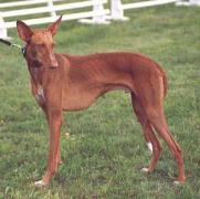 Podenco Canario Stand