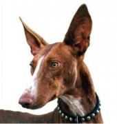 Podenco Canario