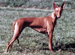 Pharaoh Hound