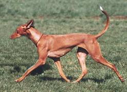 Pharaoh Hound