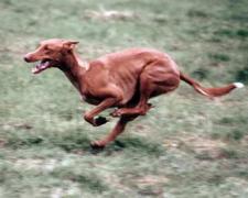 Pharaoh Hound