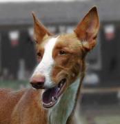 Podenco Ibicenco