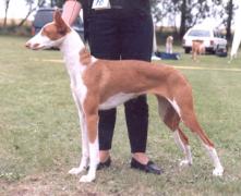 Podenco Ibicenco Stand