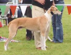 Puszta König's Bludin