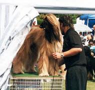 FAHDIL-LANDU SHAMS-AN-NAHAR