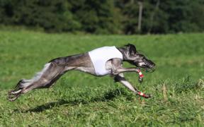 Saluki Coursing