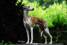 Whippet im Stand