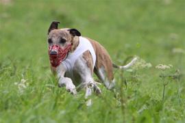 Whippet Coursing