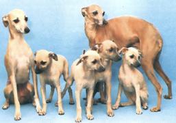 ital. Windspiel Familie