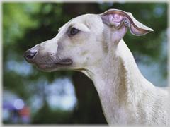 Italienisches Windspiel