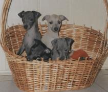 ital. Windspiel Welpen