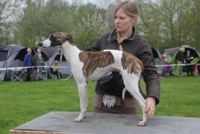 Hurricane of Dulmanian Stars