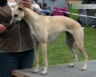 A wild Rose Across my Heart