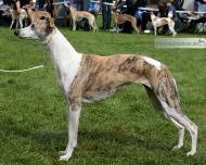 Koseilata's Yodas Sister