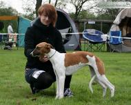 Harmony of Dulmanian Stars