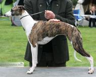 Aglaia von Svantevit