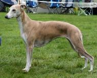 Grey Flannel of Gentle Mind