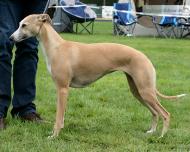 Golden Peanut's Magic Moments