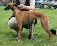 Mortimer's Lady Rose