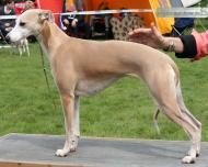 Blue Spring's Elektra