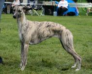 Belle Amie semper-crescendo