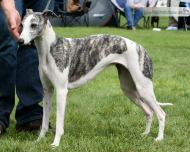 Golden Peanut's Pepper