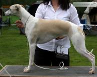 Tobrica's El Camino Real at Starline