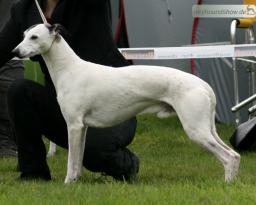 Koseilata's Take me to the Moon 