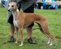 Dear Ylvie at Dewalehs of little palominos 